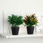 Бонсай в горшке "Драцена галант" 8,5х19 см, микс - фото 24260675