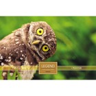 Пазлы «Мудрая сова» в подарочной коробке, 500 элементов + постер - фото 22824371