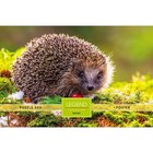 Пазлы «Ежик на полянке» в подарочной коробке, 500 элементов + постер - фото 22824377