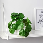 Искусственный цветок в горшке «Антуриум», 9×17 см - Фото 1