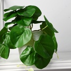 Искусственный цветок в горшке «Антуриум», 9×17 см - Фото 2