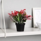 Искусственный цветок в горшке «Скабиоза», 7×14 см, МИКС - Фото 1