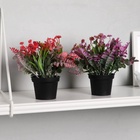 Искусственный цветок в горшке «Скабиоза», 7×14 см, МИКС - Фото 3