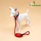 Ринговка для собак, 130×1 см, красная - Фото 4