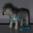 Комплект с мягкой шлейкой, быстросъемный, L, поводок 140 см, ОШ 49-56 ОГ 56-68 см, бирюзовый - Фото 10