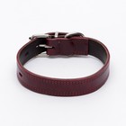 Ошейник кожанный двухслойный 3 см, ОШ 35-47 см, рубиновый - фото 22904403