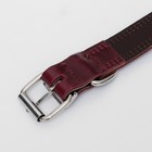 Ошейник кожанный двухслойный 3 см, ОШ 35-47 см, рубиновый - фото 22904406