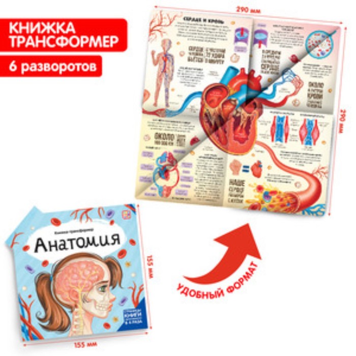 Анатомия