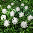 УЦЕНКА Гирлянда «Нить» 4.5 м с насадками «Ёжики», IP44, тёмная нить, 30 LED, свечение синие/фиолетовое/розовое, 2 режима, солнечная батарея - Фото 2