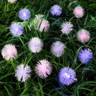 УЦЕНКА Гирлянда «Нить» 4.5 м с насадками «Ёжики», IP44, тёмная нить, 30 LED, свечение синие/фиолетовое/розовое, 2 режима, солнечная батарея - Фото 3