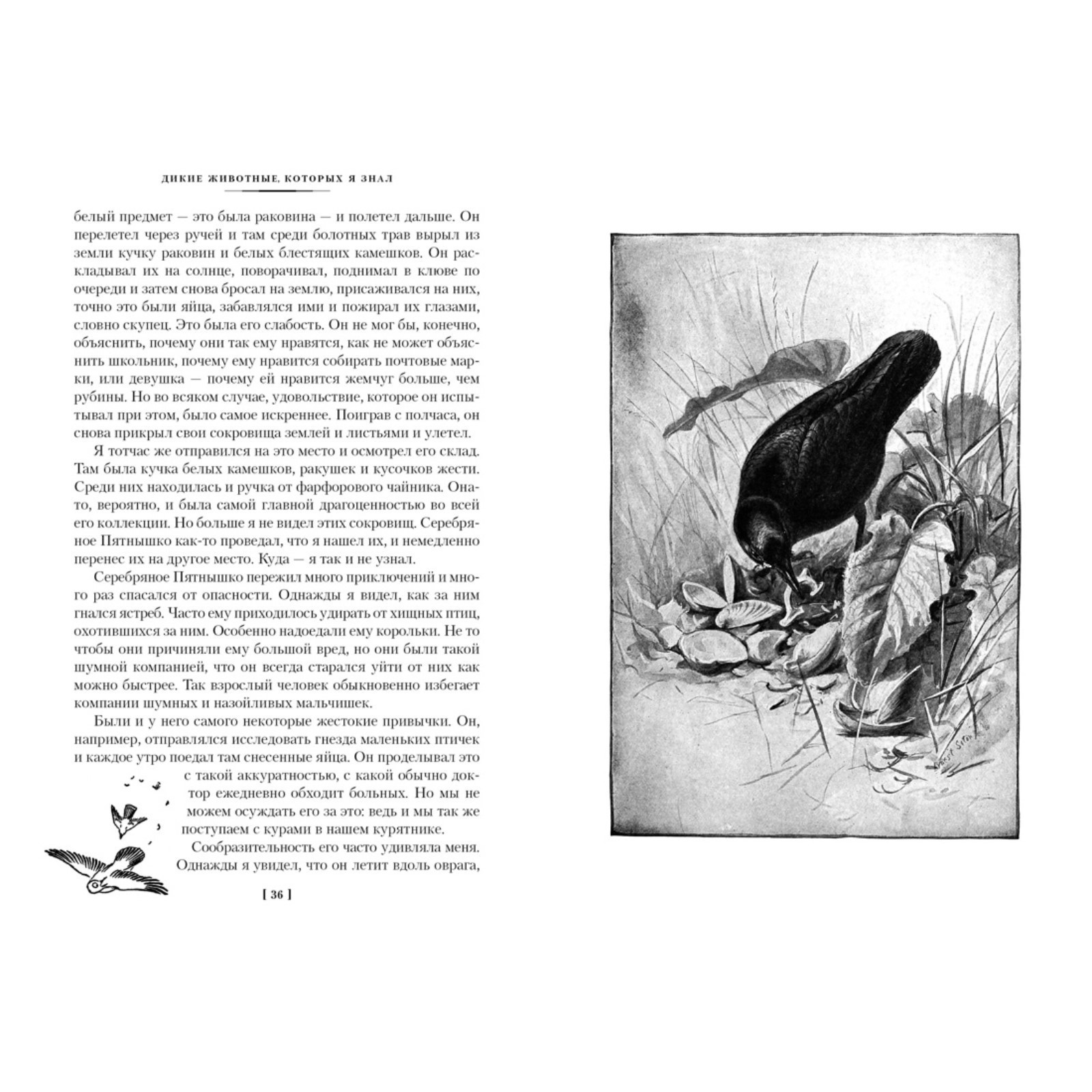 Рассказы о животных сетон томпсон сколько страниц. Томпсон рассказы о животных. томпсон рассказы о животных иллюстрации.