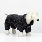 Комбинезон «Блеск», размер S (ДС 24 см, ОГ 34, ОШ 23 см, до 5 кг), чёрный - Фото 2