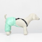 Комбинезон-штаны для собак,  размер XS (ДС 26, ОТ 28 см), мятный - Фото 3