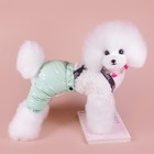 Комбинезон-штаны для собак,  размер XS (ДС 26, ОТ 28 см), мятный - Фото 1