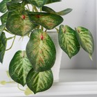 Искусственный цветок в горшке «Сингониум грин», 9×17 см - Фото 2