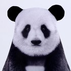 Антистресс игрушка «Панда» - Фото 5