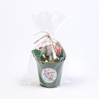 Набор новогодний подарочный «Доляна. Снеговик» : полотенце 30×60, лопатка, кисть, губка - Фото 6