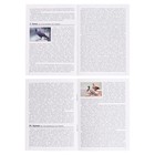 Мемо «Птицы России» - Фото 4