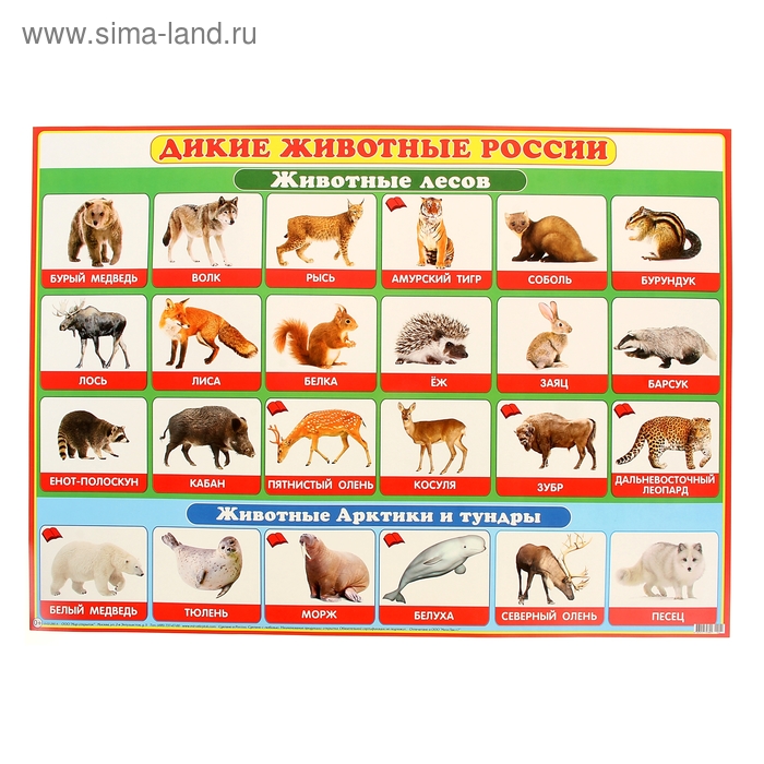 Обучающий плакат Литур Животные России. 555х774 мм - купить с доставкой по выгод
