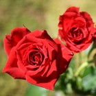 Саженец Роза Спрей (мини- Роза) Ред микадо, 1 шт, Весна 2024 - Фото 1
