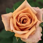 Саженец Роза чайно-гибридная «Тоффи», 1 шт., Весна 2025 - Фото 1