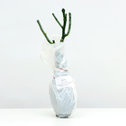 Саженец Роза чайно-гибридная «Тоффи», 1 шт., Весна 2025 - Фото 4