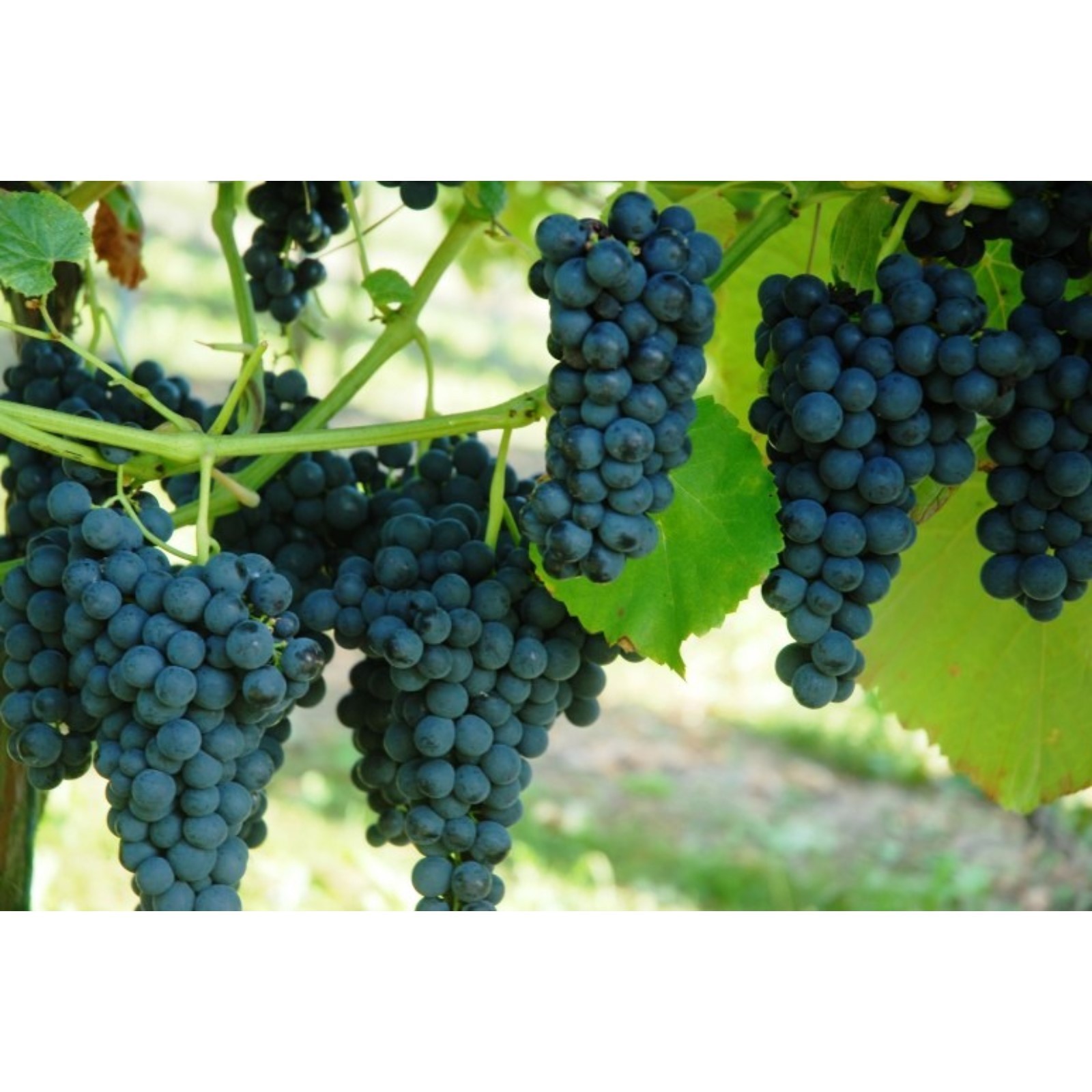 Виноград Венус Описание Сорта Фото Отзывы - Karevaphoto.ru