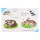 Энциклопедия для самых маленьких «Лесные зверята» - фото 24510037