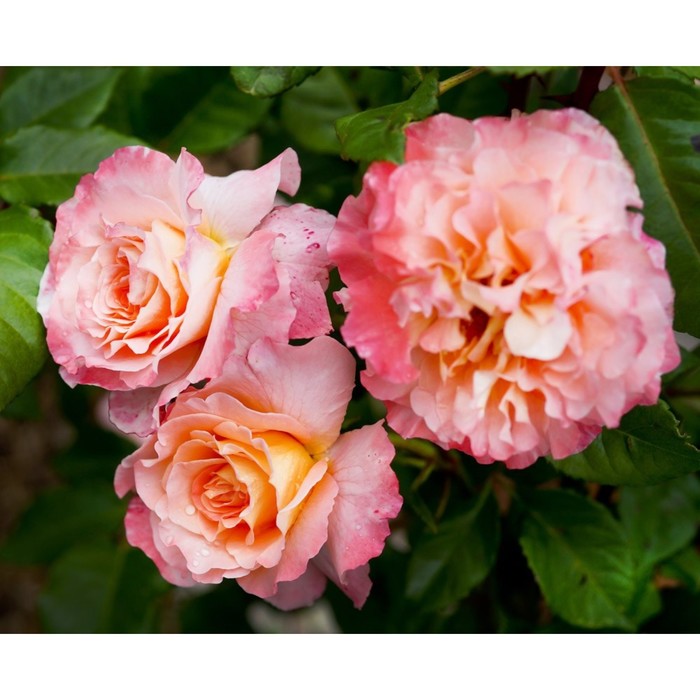 Роза чайно-гибридная Августа Льюис: купить в Москве саженцы Rosa Augusta Luise в