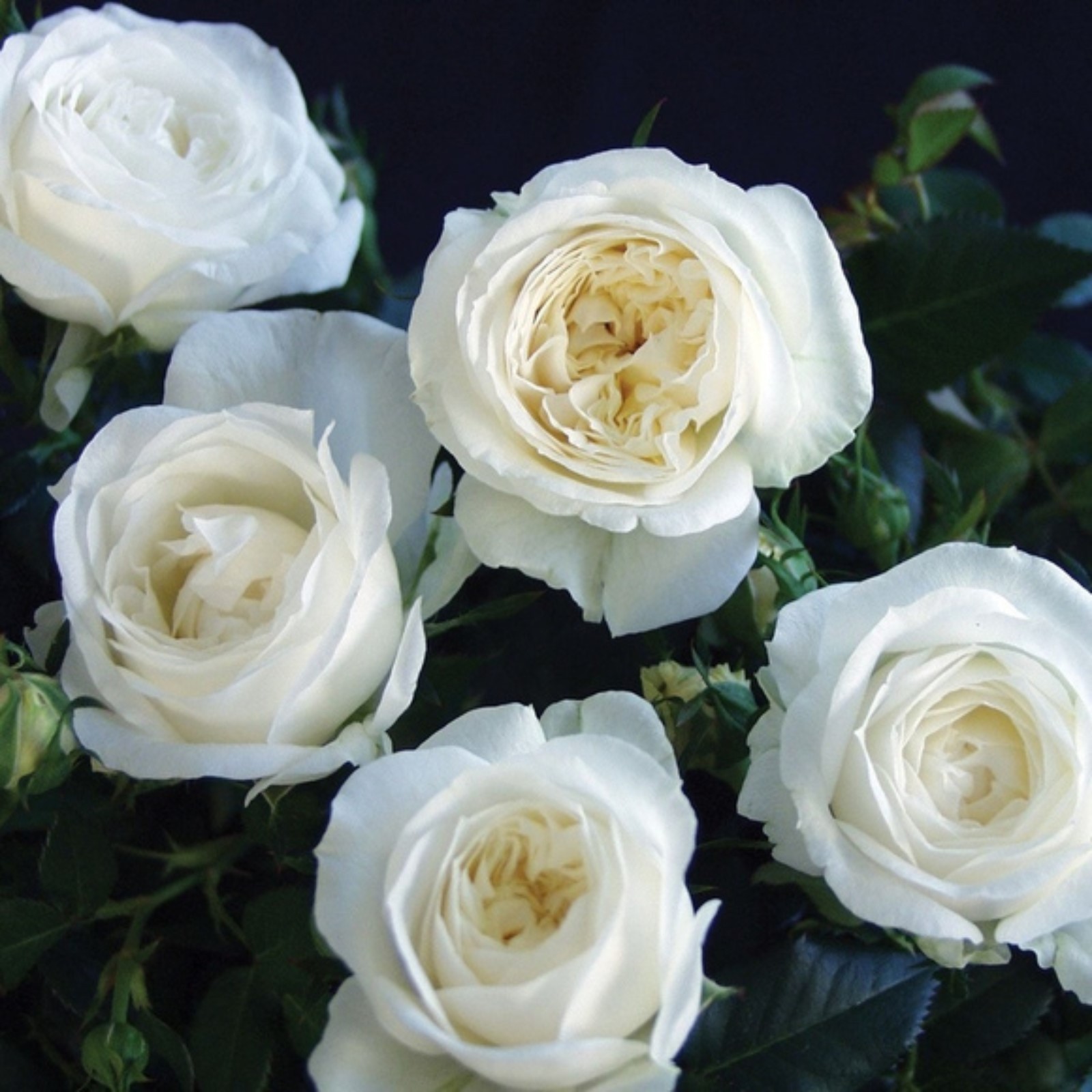 Фото и описание белых роз Фото и описание белых роз