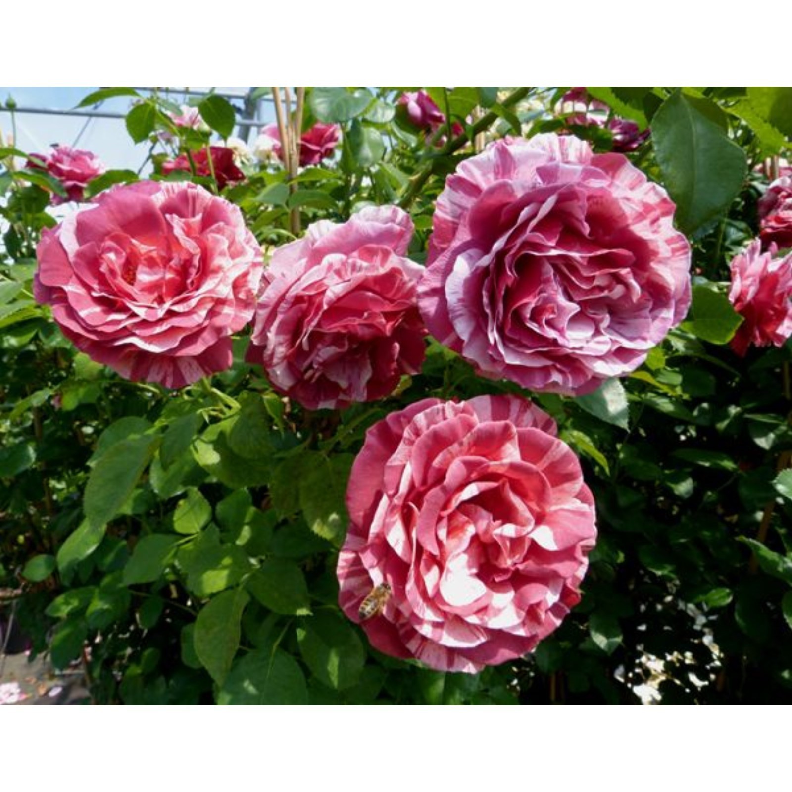 Плетистая роза Брауни (Brownei) - полное описание, фото и отзывы увлеченных садоводов, впечатляющая характеристика поражающего вида розы Брауни Плетистая роза Брауни (Brownei): характеристика и описание сорта с фото и отзывы садоводов