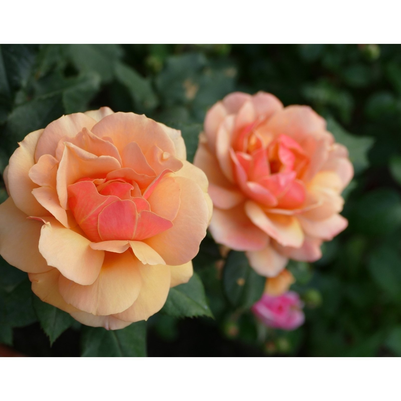 Саженец Роза Бэль д`Анжу (Rosa Belle d`Anjou) купить в Москве по низкой цене из