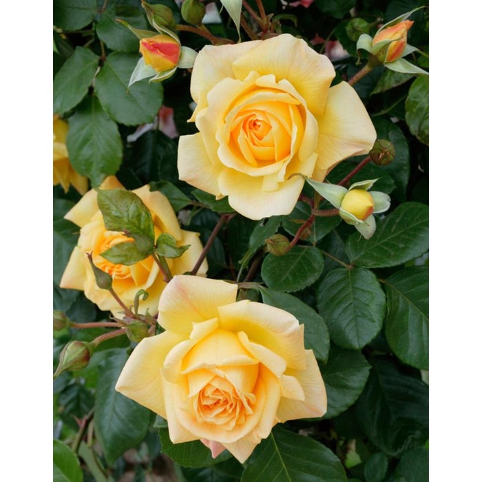 Роза чайно-гибридная "Мишаня" - Розы - Лиственные - Каталог - Sad-vl.ru