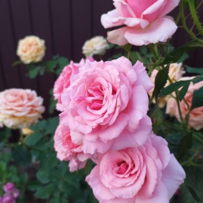 Сады Северной Столицы ВКонтакте