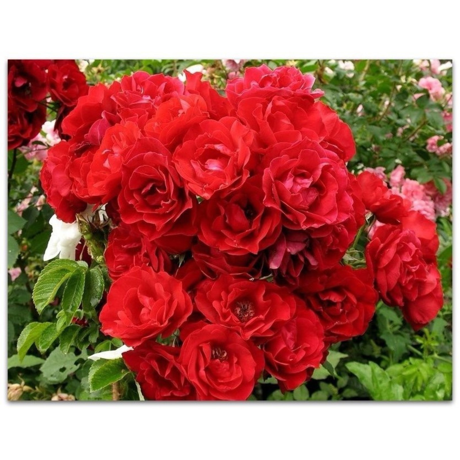 Роза хоуп хьюманити фото и описание Роза хоуп хьюманити фото и описание