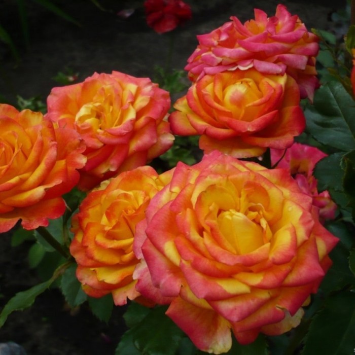 Red Flower Circus ' Rose Photo Red flowers, Rose photos, Rose