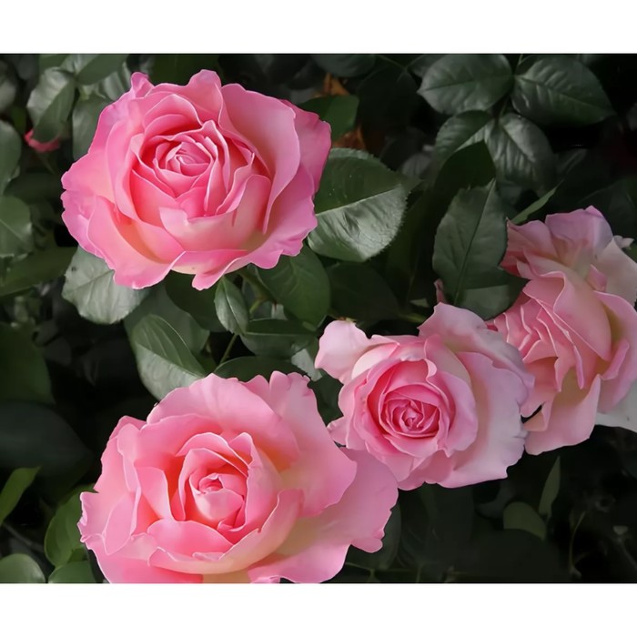 Роза эль фото и описание Роза эль фото и описание