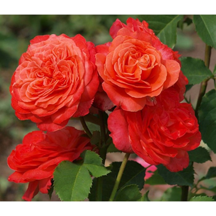 Роза эмильен гийо фото и описание Роза эмильен гийо фото и описание