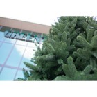 Ёлка искусственная Green trees «Клеопатра», люкс, хвоя-литые ветки, цвет зелёный, 4 м - фото 119014508 Ёлка искусственная Green trees «Клеопатра», люкс, хвоя-литые ветки, цвет зелёный, 4 м - фото 119014508