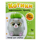 Набор для опытов «Котики. Выращиваем травку», серый горшочек - фото 806384923