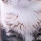 Антистресс игрушка «Котик Сибиряк» - Фото 4