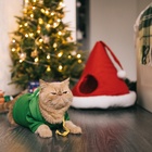 Костюм для животных новогодний «Ёлка», размер 2XL, зелёный - Фото 13