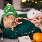 Костюм для животных новогодний «Ёлка», размер 2XL, зелёный - Фото 17