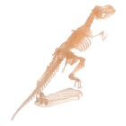 3D пазл «Тираннозавр», кристаллический, 12 деталей - фото 7833527