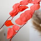 Сухоцвет персикого дерева, 50 г, длина — 70 см, цвет розовый - фото 7839213