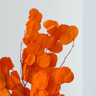 Сухоцвет персикого дерева, 50 г, длина — 70 см, цвет оранжевый - фото 7839219