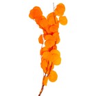 Сухоцвет персикого дерева, 50 г, длина — 70 см, цвет оранжевый - фото 7839220