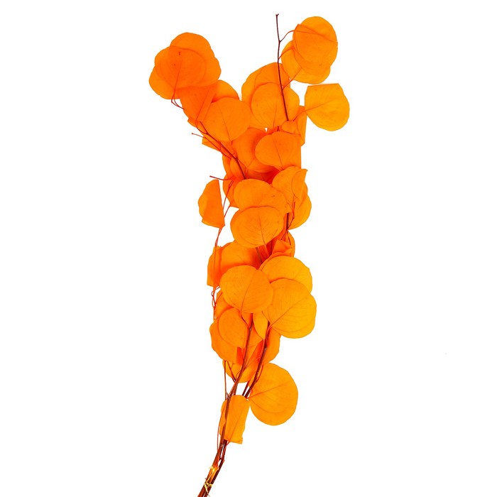 Сухоцвет персикого дерева , 50 гр, длина 70 см, цвет оранжевый