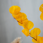 Сухоцвет персикого дерева, 50 г, длина — 70 см, цвет жёлтый - фото 7839222