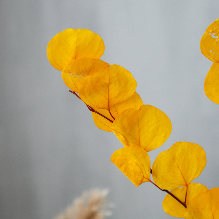 Сухоцвет персикого дерева , 50 гр, длина 70 см, цвет желтый